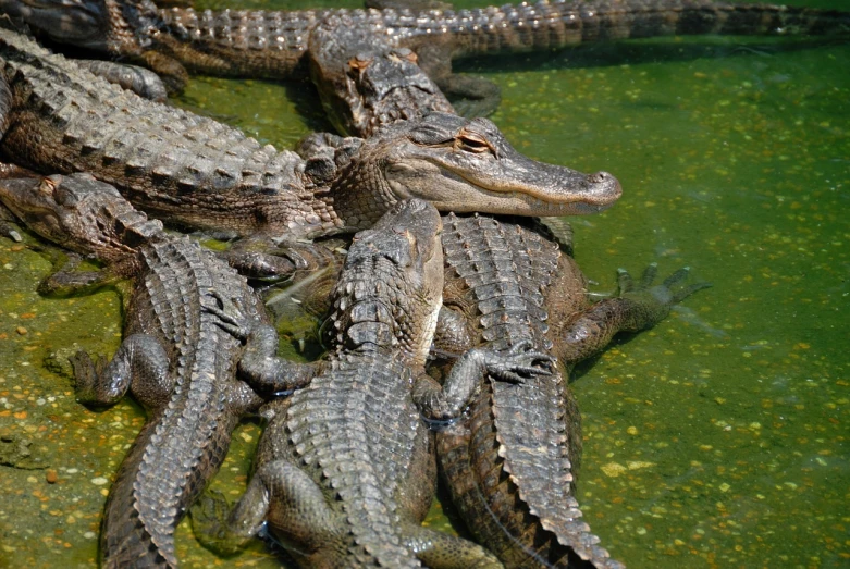 a group of alligators in a body of water, by Linda Sutton, shutterstock, renaissance, high quality product image”, ultrafine detail ”, 2 0 1 0 photo, carnival