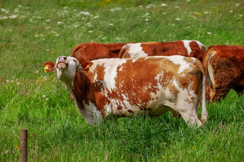 a brown and white cow standing on top of a lush green field, a picture, by Dietmar Damerau, shutterstock, renaissance, licking tongue, red and white colors, in a row, high quality image”