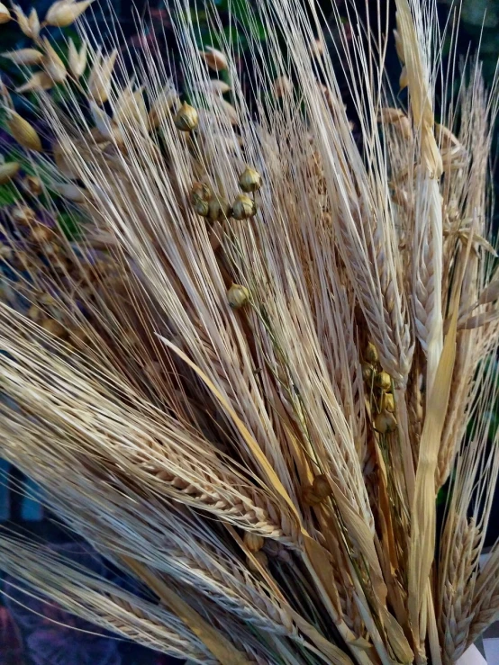 a close up of a bunch of wheat, by Robert Brackman, hurufiyya, natural materials, phone photo, celebration, broomstick