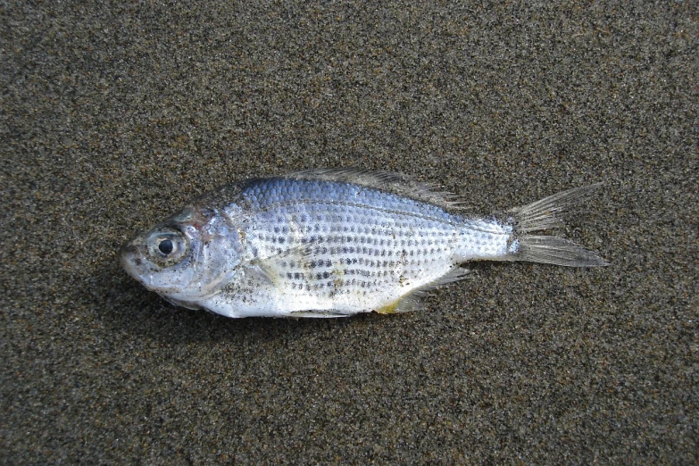 a dead fish sitting on top of a sandy beach, a photo, flickr, sōsaku hanga, cross hatched, silvergill adept, front side view, picton blue