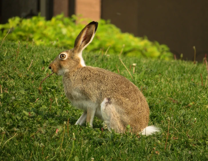 a rabbit that is sitting in the grass, by Dave Melvin, in a suburban backyard, high res photo, very accurate photo, full length photo