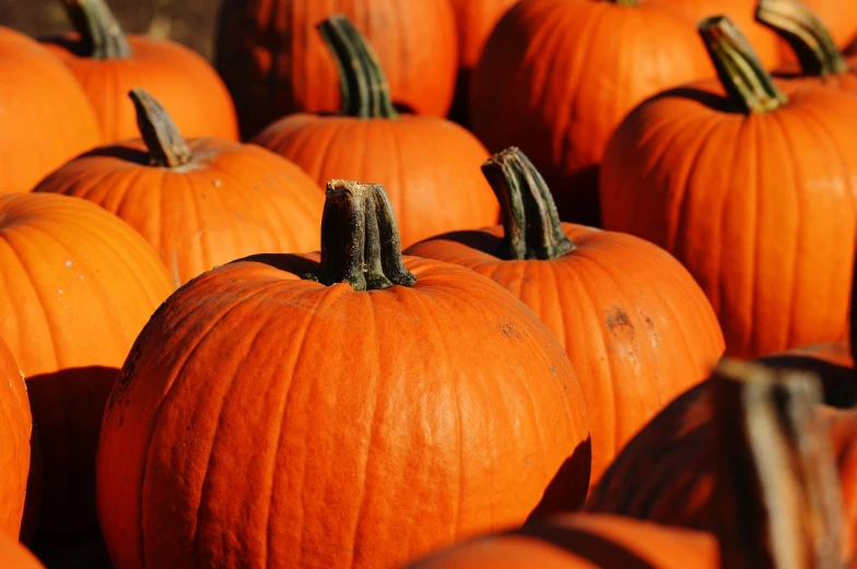 a group of orange pumpkins sitting on top of each other, by Tom Carapic, symbolism, zoomed in, looking straight forward, information, laser