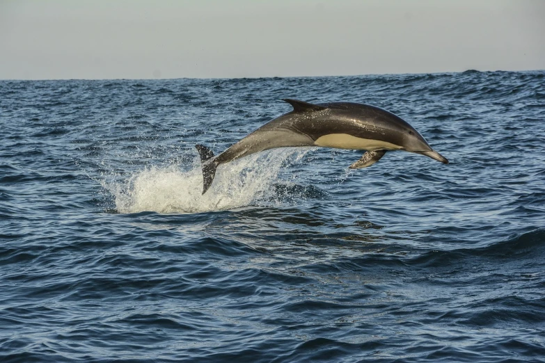 a dolphin is jumping out of the water, a picture, by Robert Brackman, shutterstock, south african coast, high quality photos, bone, california;