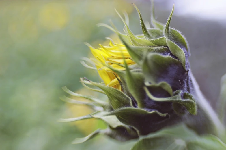 a close up of a sunflower with a blurry background, a picture, by Jan Rustem, precisionism, close-up shot from behind, flowering buds, medium format. soft light, realistic photo