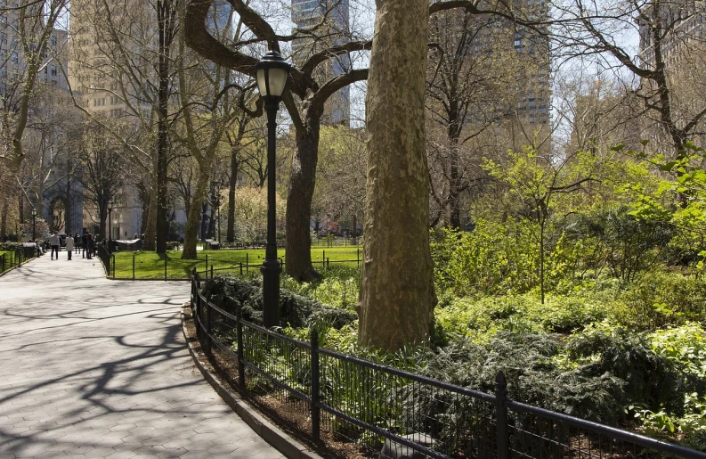 a walkway in a park with tall buildings in the background, a picture, by Richard Hess, shutterstock, winding branches, madison square garden, under the soft shadow of a tree, perfect spring day with