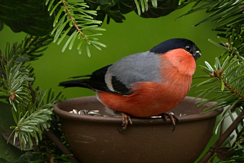 a small bird sitting on top of a flower pot, a photo, inspired by Paul Bird, trending on pixabay, black fir, in a red dish, wallpaper mobile, andrey gordeev