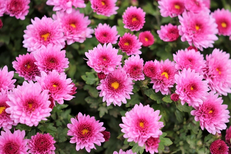 a close up of a bunch of pink flowers, chrysanthemum eos-1d, high quality product image”, flowers in a flower bed, posing for camera
