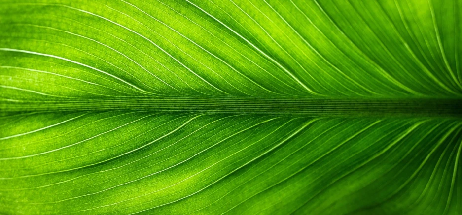 a close up view of a green leaf, by Andrew Domachowski, minimalism, shot on hasselblad, mobile wallpaper, organic lines, brightly lit