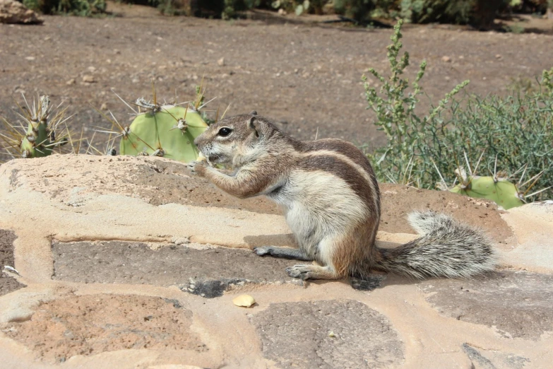 a squirrel that is standing on a rock, a photo, mexican desert, eating, high res photo