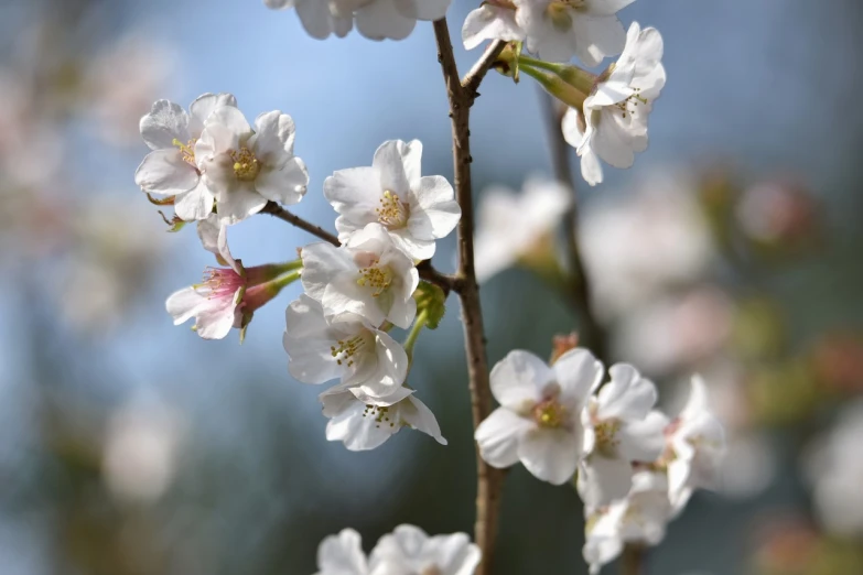 a close up of some white flowers on a tree, a picture, by Kiyohara Tama, shutterstock, sakura bloomimg, no gradients, close up photo, stock photo