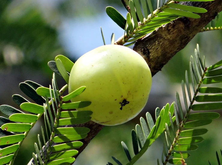 a close up of a fruit on a tree branch, by Robert Brackman, flickr, hurufiyya, arrendajo in avila pinewood, acacia trees, female gigachad, well designed