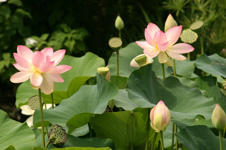 a group of pink flowers sitting on top of a lush green field, sōsaku hanga, standing gracefully upon a lotus, desktop background, wikimedia, aquatic plants