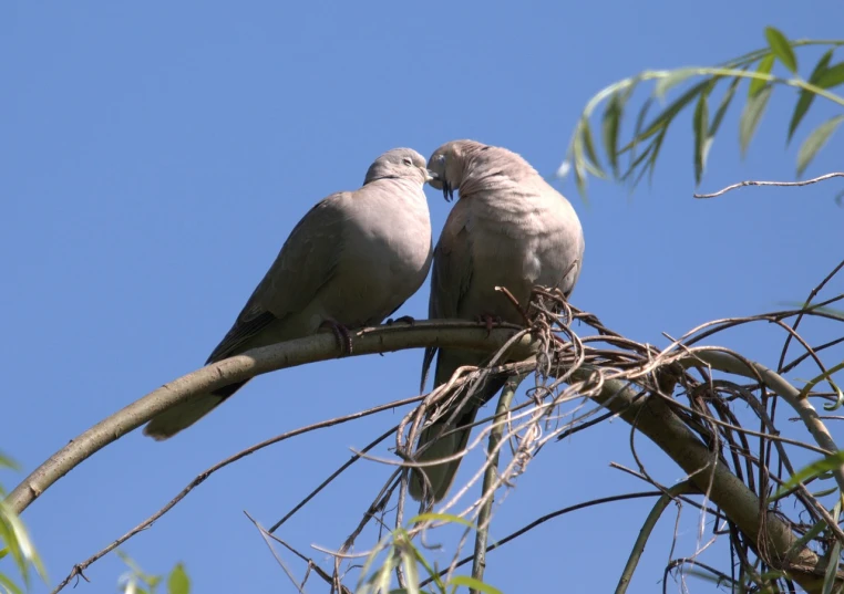 a couple of birds sitting on top of a tree branch, by Linda Sutton, flickr, dove in an ear canal, shade, kiss, side profile view