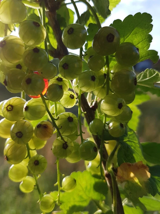 a close up of a bunch of green berries, a picture, bauhaus, stunning sunny lighting, aged 13, summer evening, practice