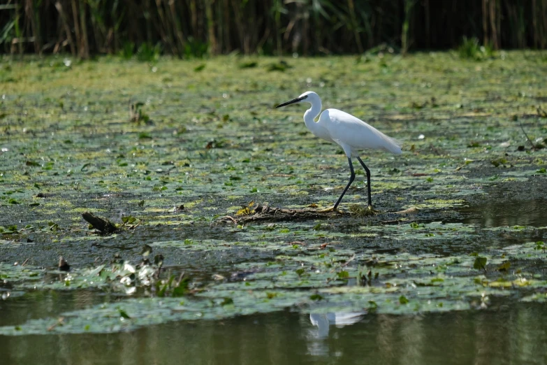a white bird standing on top of a lush green field, hurufiyya, walking on water, on a dark swampy bsttlefield, 7 0 mm photo, fishing