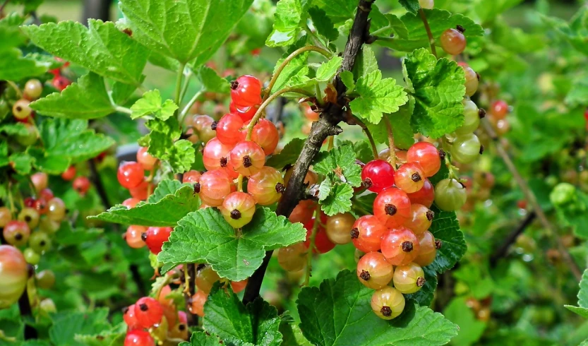 a bunch of red and white berries hanging from a tree, by Karl Völker, pixabay, bauhaus, wearing gilded ribes, 🐿🍸🍋, summer rain, swedish