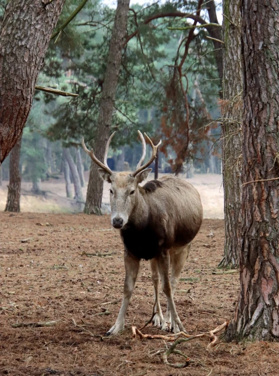 a deer standing next to a tree in a forest, a picture, shutterstock, arrendajo in avila pinewood, turkey, bull, taken in zoo