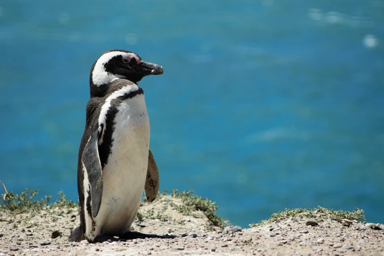 a penguin standing in front of a body of water, a photo, by Dietmar Damerau, shutterstock, beautiful sunny day, cape, stock photo, highly detailed photo