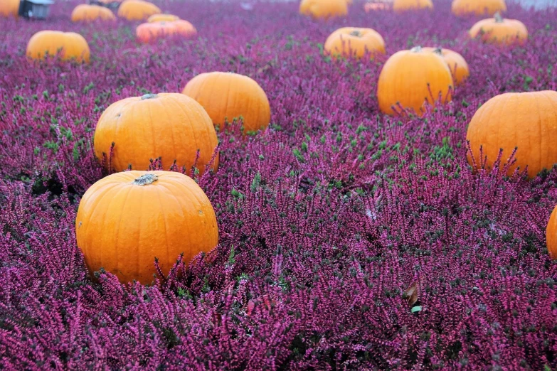 a field filled with lots of orange pumpkins, by Joseph Severn, color field, violet colored theme, cornwall, field of pink flowers, halloween atmosphere