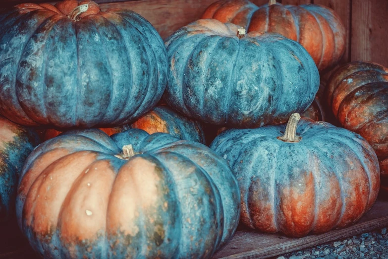 a pile of pumpkins sitting on top of a wooden crate, a colorized photo, by Maksimilijan Vanka, pexels, blue veins, teal aesthetic, 🦩🪐🐞👩🏻🦳, profile pic