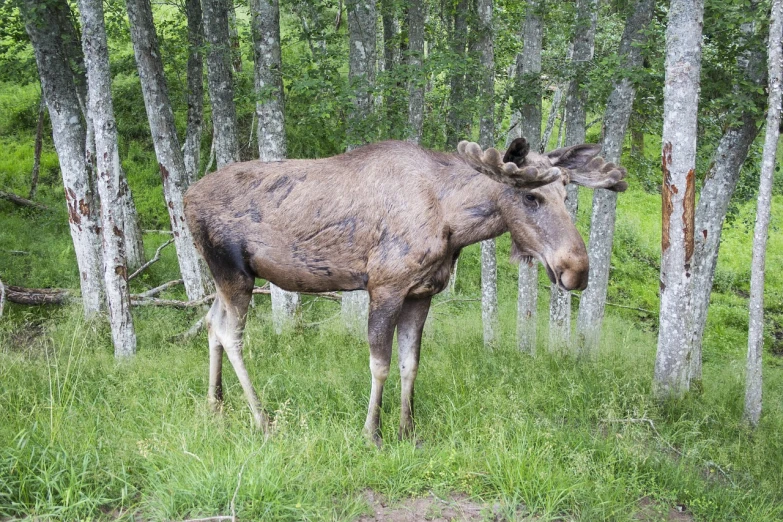 a moose standing in the middle of a forest, figuration libre, outdoor photo
