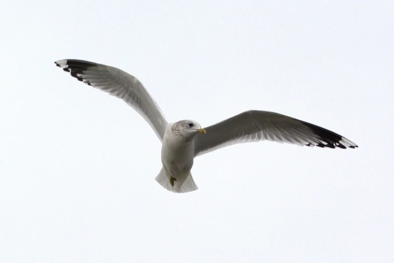 a bird that is flying in the sky, by David Budd, 2 0 0 mm telephoto, pale head, whites, but very good looking”