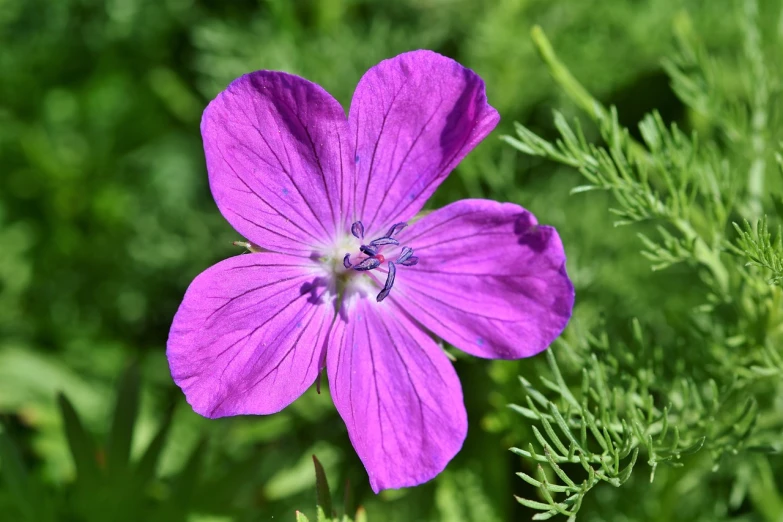 a close up of a purple flower on a plant, a portrait, renaissance, cosmos, flax, closeup photo