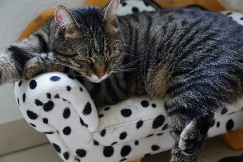 a cat that is laying down on a chair, a photo, polka dot, high res photo, nearly napping, petting a cat