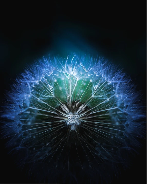 a close up of a dandelion on a black background, a macro photograph, by Stefan Gierowski, shutterstock, hurufiyya, blue crystal exploding, perfect symmetrical image, highly detailed saturated, focus on iris