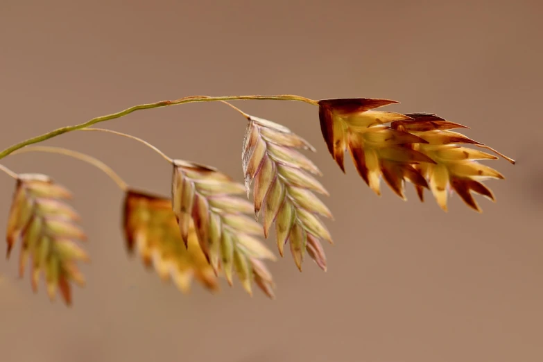 a close up of a stalk of grass, a macro photograph, by Dietmar Damerau, photorealism, orange and brown leaves for hair, seeds, malt, on a pale background