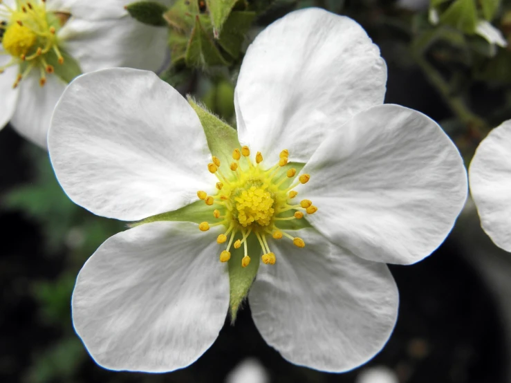 a close up of a white flower on a plant, by Jim Nelson, pixabay, hurufiyya, nothofagus, apple, buttercups, inside the flower
