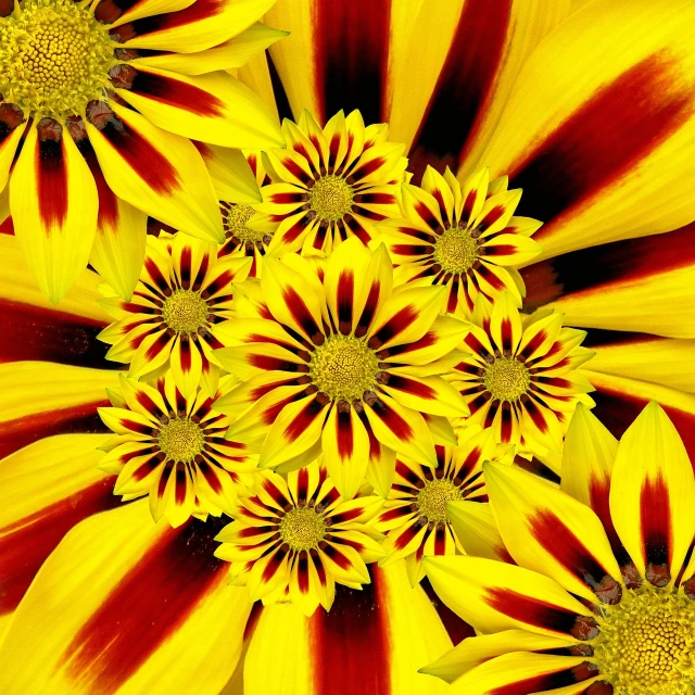 a close up of a bunch of yellow and red flowers, a digital rendering, by Jan Rustem, shutterstock contest winner, precisionism, extremely symmetrical!!, cosmos, full of colour 8-w 1024, black and yellow colors