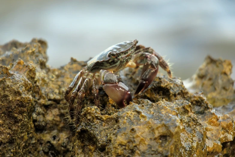 a crab that is sitting on a rock, a macro photograph, hurufiyya, very sharp photo