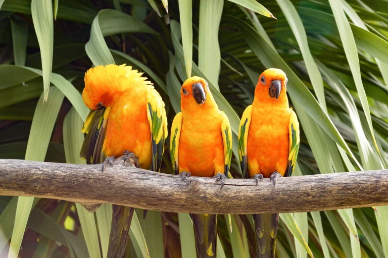 a group of birds sitting on top of a tree branch, by Robert Brackman, shutterstock, tropical color scheme, orange fluffy belly, trio, adorable!!!