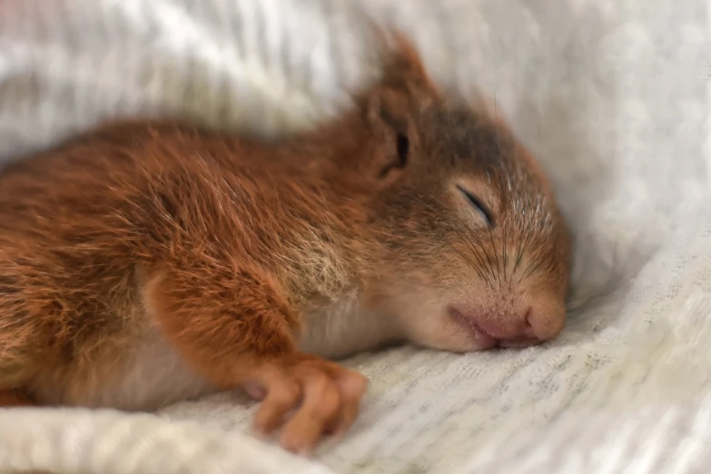 a baby squirrel is sleeping on a blanket, a photo, photorealism, close up portrait photo, wide shot photo, photo-shopped, foto