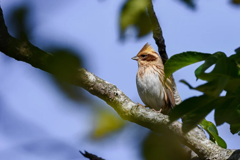 a bird sitting on top of a tree branch, a picture, by Peter Churcher, shutterstock, taken with sigma 2 0 mm f 1. 4, summer morning, tiny mouth, uk