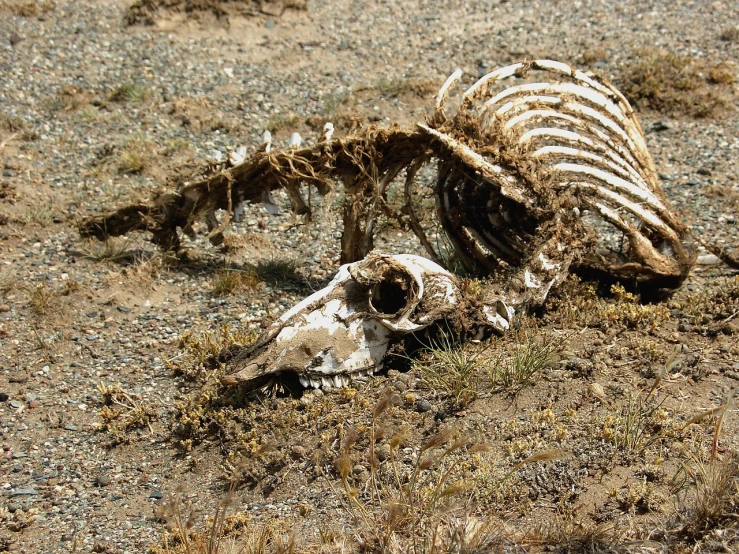 a dead animal sitting on top of a dry grass covered field, by Jim Nelson, flickr, vanitas, the bones came together, equine, july 2 0 1 1, ((skull))