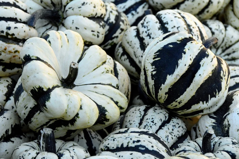 a pile of squash sitting on top of each other, by Maksimilijan Vanka, pixabay, sōsaku hanga, white with black spots, stripes, 1 6 x 1 6, she is a gourd