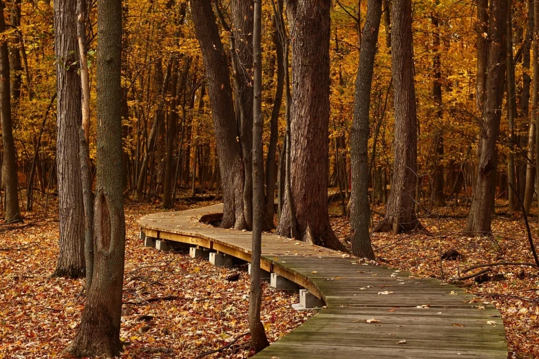 a wooden walkway in the middle of a forest, by Jane Carpanini, flickr, michigan, sinuous, golden colors, tan