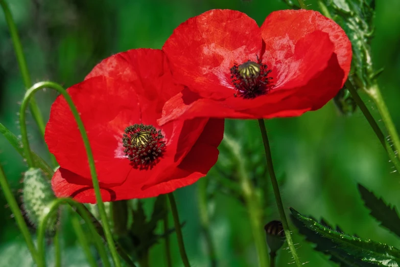 a couple of red flowers sitting on top of a lush green field, a portrait, by Svetlin Velinov, pixabay, hurufiyya, anemone, the great war, wallpaper - 1 0 2 4, closeup photo