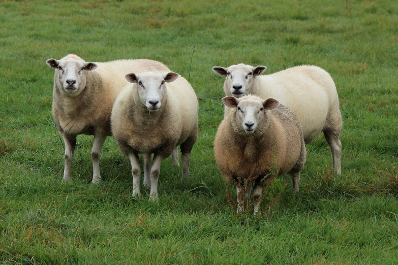 a group of sheep standing on top of a lush green field, a portrait, by Robert Brackman, pixabay, fine art, four legs, highly polished, posing for a picture, with a white muzzle