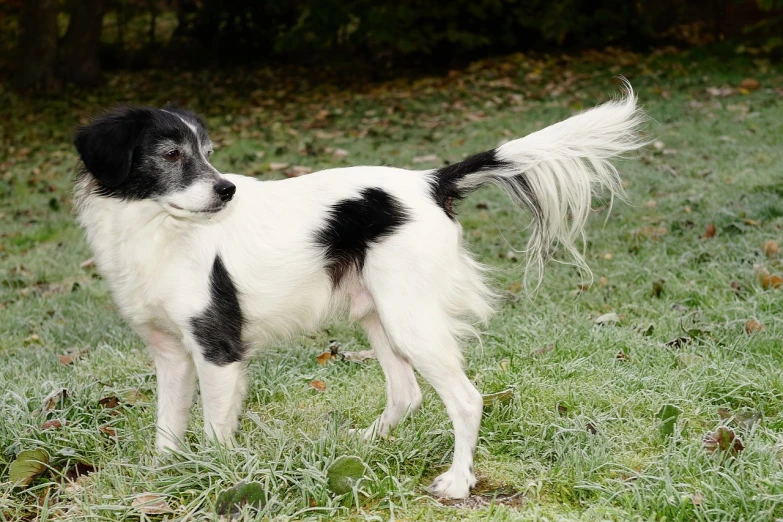 a black and white dog standing on top of a lush green field, arabesque, his hair is messy and unkempt, large tail, white with black spots, style of vogelsang