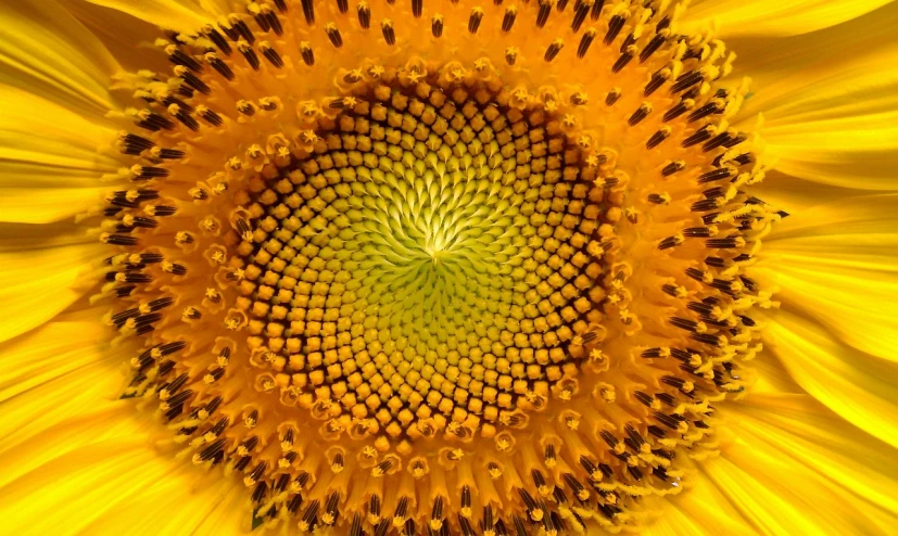 a close up of the center of a sunflower, by Jan Rustem, precisionism, complex vortex, fibonacci pattern, trypophobia, top - down photograph