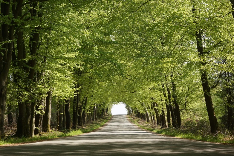 a tree lined road in the middle of a forest, by Richard Carline, reportage photo, perfect spring day with, linden trees, benjamin vnuk