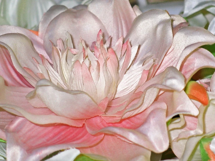 a close up of a pink and white flower, by Cindy Wright, flickr, photorealism, sculpted out of candy, exquisite detail huge details, lotus, satin