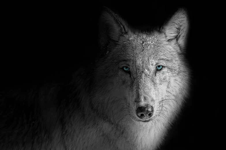 a black and white photo of a wolf with blue eyes, by Wolf Huber, fine art, 4k detailed digital art, alpha, motivational, 4k