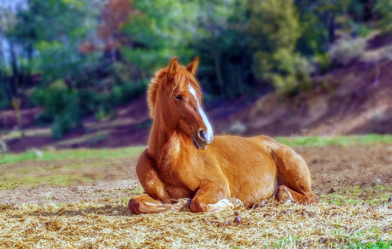 a horse that is laying down in the grass, a portrait, inspired by Rosa Bonheur, pixabay contest winner, young and cute, 👰 🏇 ❌ 🍃, reclining, innocent look. rich vivid colors