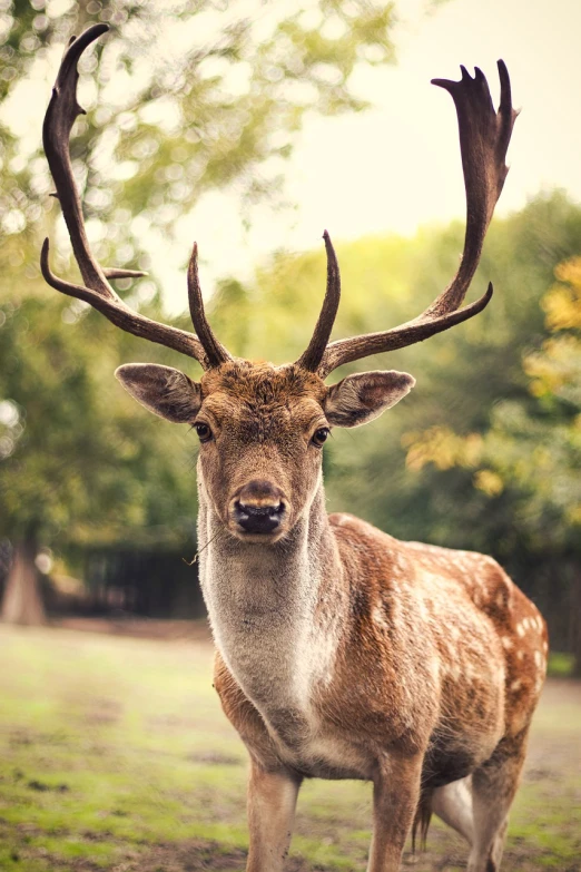 a deer that is standing in the grass, a picture, pexels, realism, white horns from eyebrows, classic portrait, photorealistic - h 6 4 0, antlers