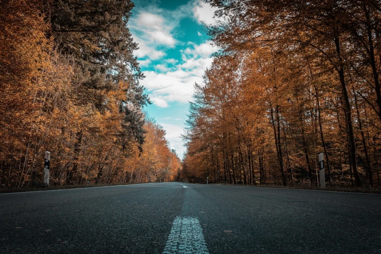 an empty road in the middle of a forest, a picture, realism, cyan and orange, low camera angle, fall season, tourist photo