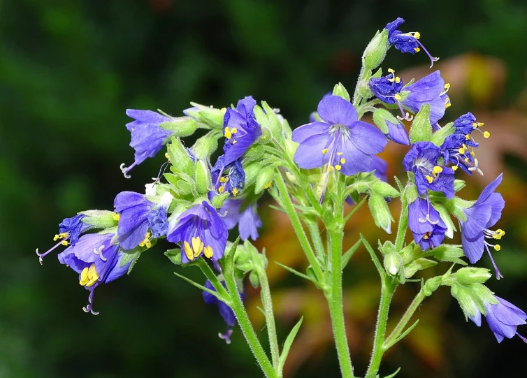 a close up of a blue flower on a stem, by Robert Brackman, gold flaked flowers, lobelia, crown of blue flowers, savory